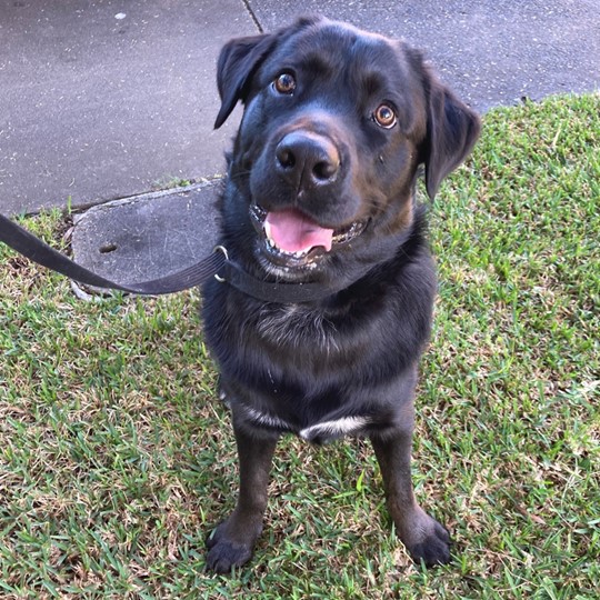  male lab x found 27 april